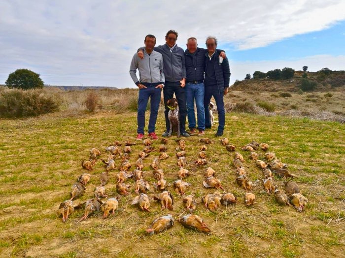Chiens d'arrêt et chasseurs après une battue de perdrix rouges sur le domaine