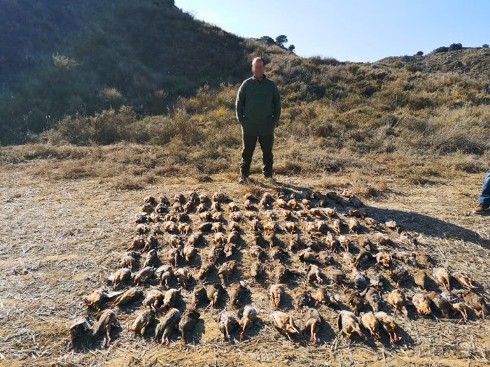 Chasseur seul devant un imposant tableau de perdrix rouges sauvages