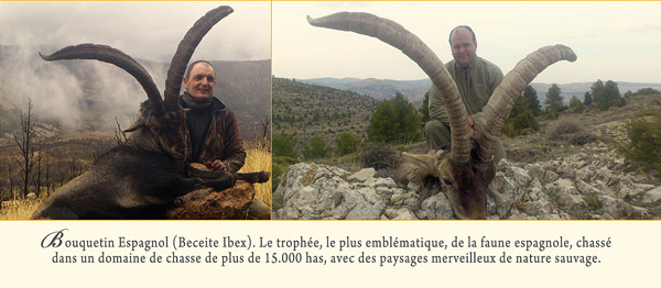 Bouquetin Espagnol - Beceite Ibex