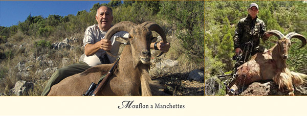 Mouflon a Manchettes