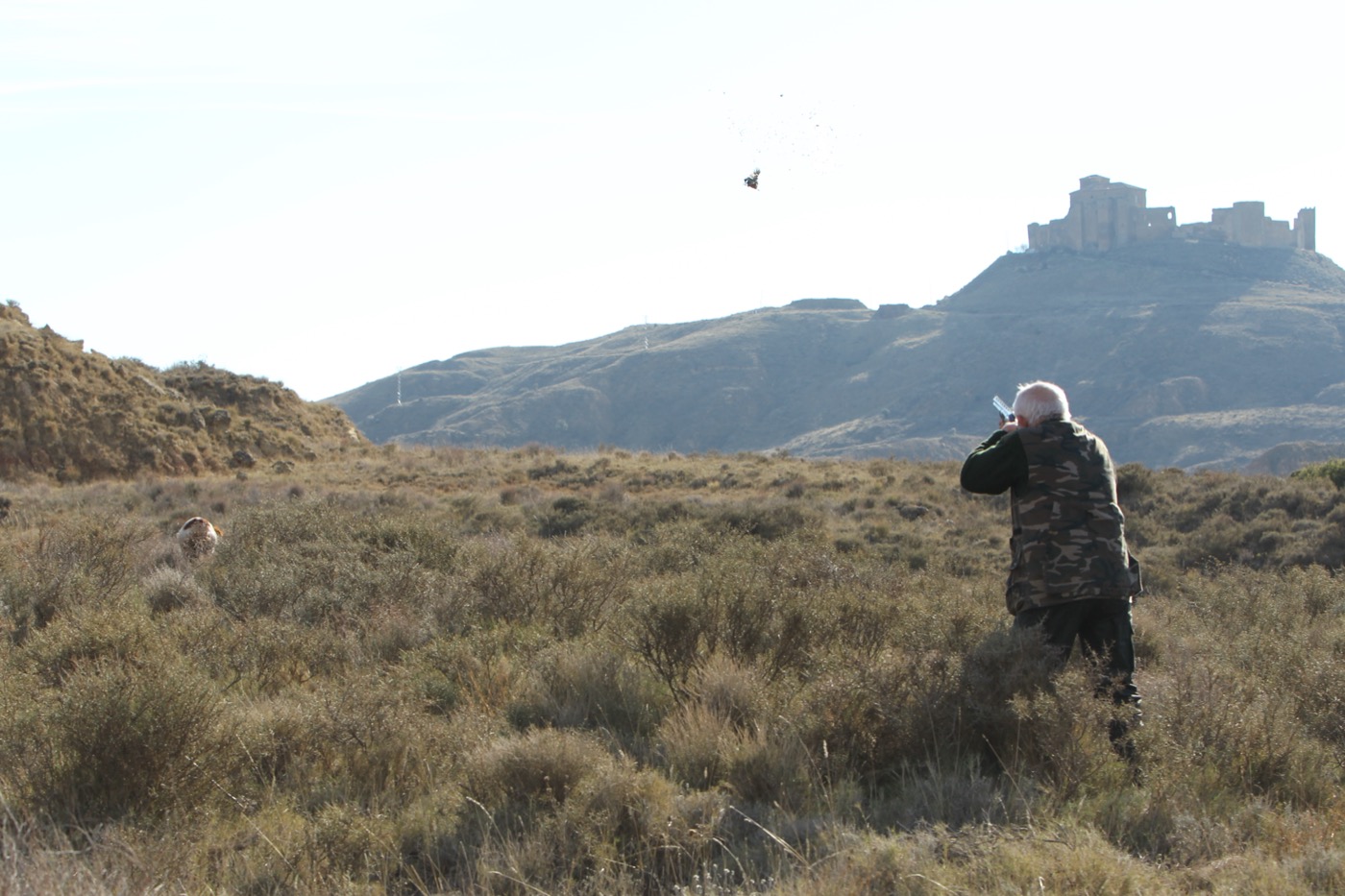 Perdrix rouge sauvage — chasse en Aragon, Espagne